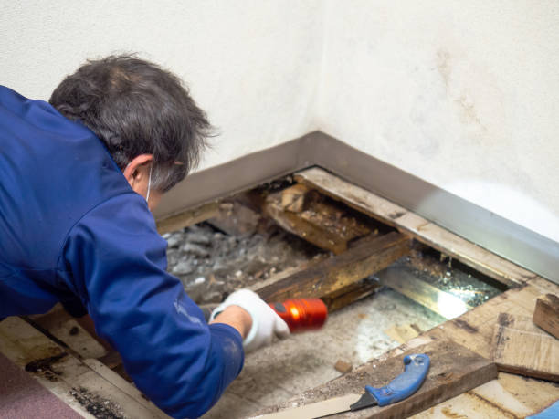 Best Fast Mold Removal  in Denham Springs, LA