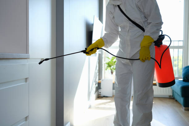 Professional Mold Removal in Denham Springs, LA