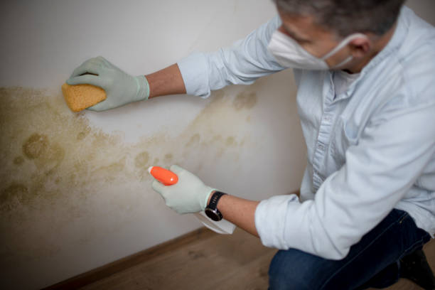 Best Office Mold Removal Services  in Denham Springs, LA