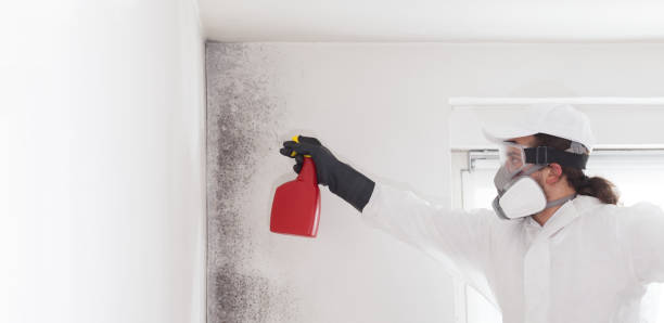 Best Certified Mold Removal  in Denham Springs, LA