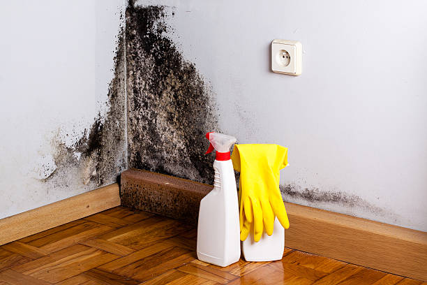 Best Home Mold Removal  in Denham Springs, LA