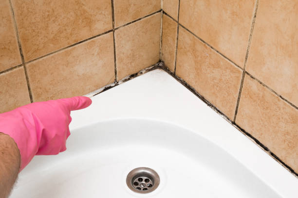 Best Mold Testing  in Denham Springs, LA